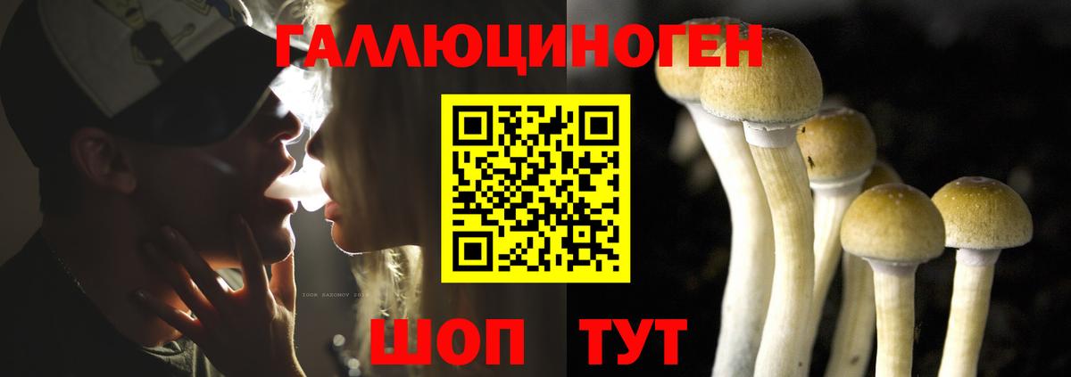 Псилоцибиновые грибы прущие грибы Великий Устюг